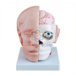 modelo anatomico del cuerpo humano