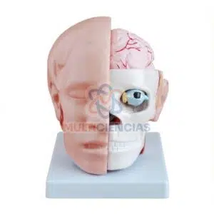 modelo anatomico del cuerpo humano