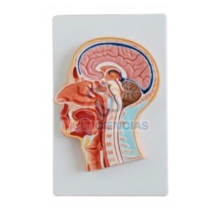 modelo anatomico del cuerpo humano