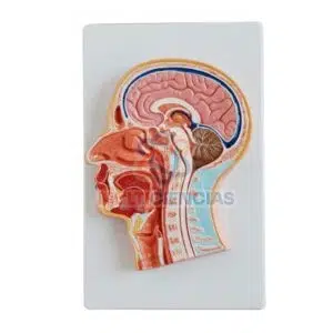 modelo anatomico del cuerpo humano