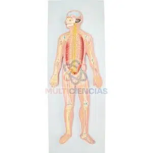 maqueta del sistema nervioso
