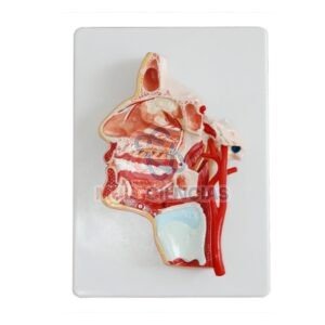 modelo anatomico del cuerpo humano