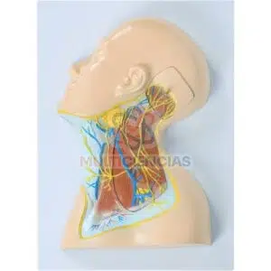 modelo anatomico del cuerpo humano
