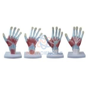 modelo anatomico del cuerpo humano