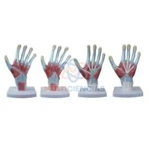 modelo anatomico del cuerpo humano