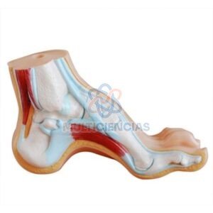 modelo anatomico del cuerpo humano