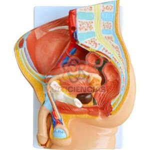 modelo anatomico aparato reproductor masculino