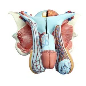 modelo anatomico aparato reproductor masculino