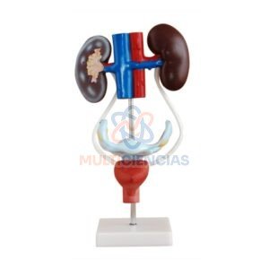 modelo anatomico aparato reproductor femenino