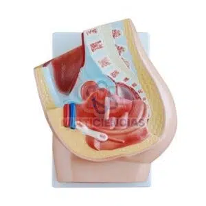 modelo anatomico del cuerpo humano