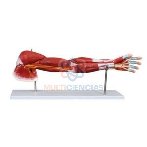 modelo anatomico