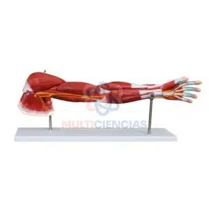 modelo anatomico