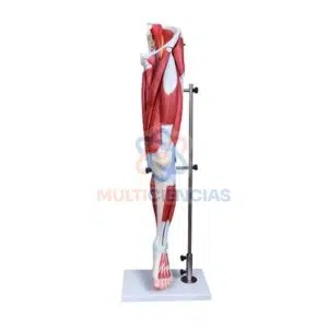 modelo anatomico del cuerpo humano