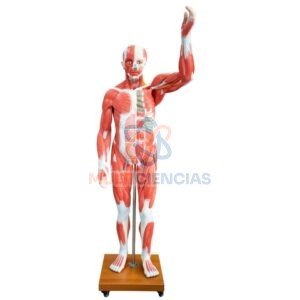 modelo anatómico humano