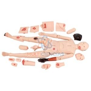 modelos anatomicos