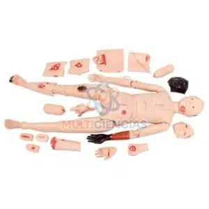 modelos anatomicos