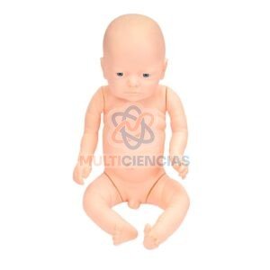 modelo anatomico del cuerpo humano