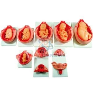 modelo anatomico