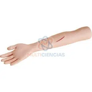 modelo anatomico