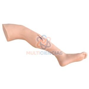 modelo anatomico del cuerpo humano