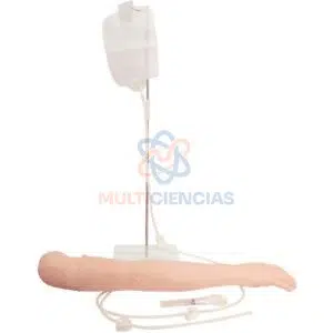 modelo anatomico