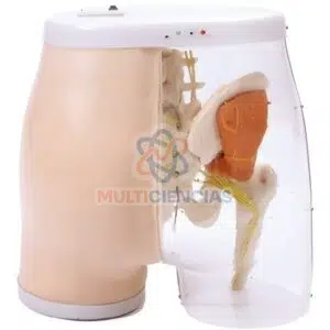 modelos anatomicos
