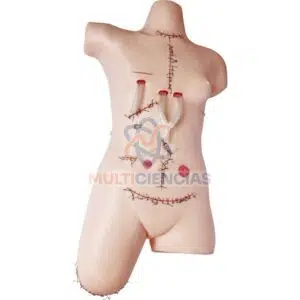 modelo anatomico