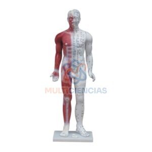 modelo de acupuntura