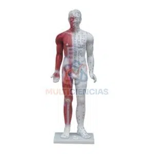 modelo de acupuntura
