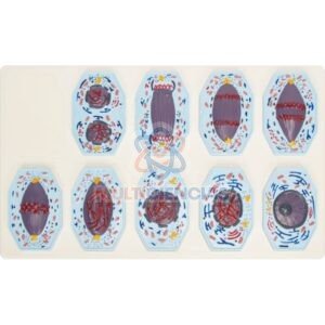 modelo de mitosis