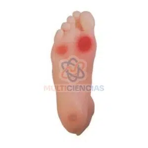 modelos anatomicos