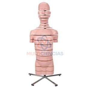 modelos anatomicos