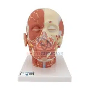modelos anatomicos