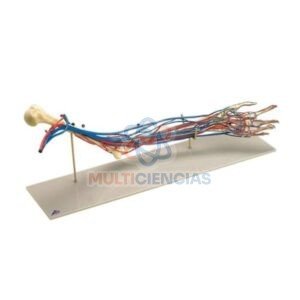 modelos anatomicos