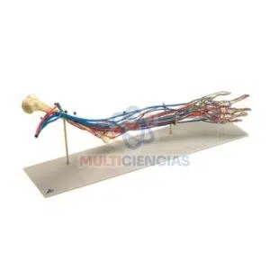 modelos anatomicos
