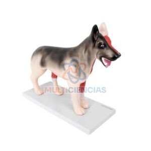 Modelo anatómico canino desarmable con base fija (perro)