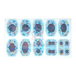 Modelo  meiosis y mitosis