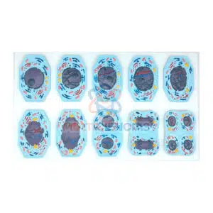 Modelo meiosis y mitosis