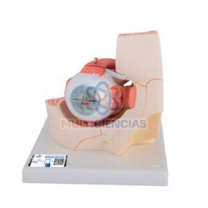 Modelo globo ocular y órbita (4 partes)