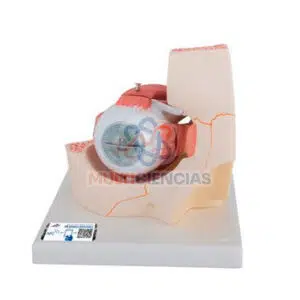 Modelo globo ocular y órbita (4 partes)